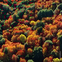 Aqua Allegoria Forte Rosa Palissandro  125ml-214069 Aqua Allegoria Forte Rosa Palissandro  125ml-214069 6